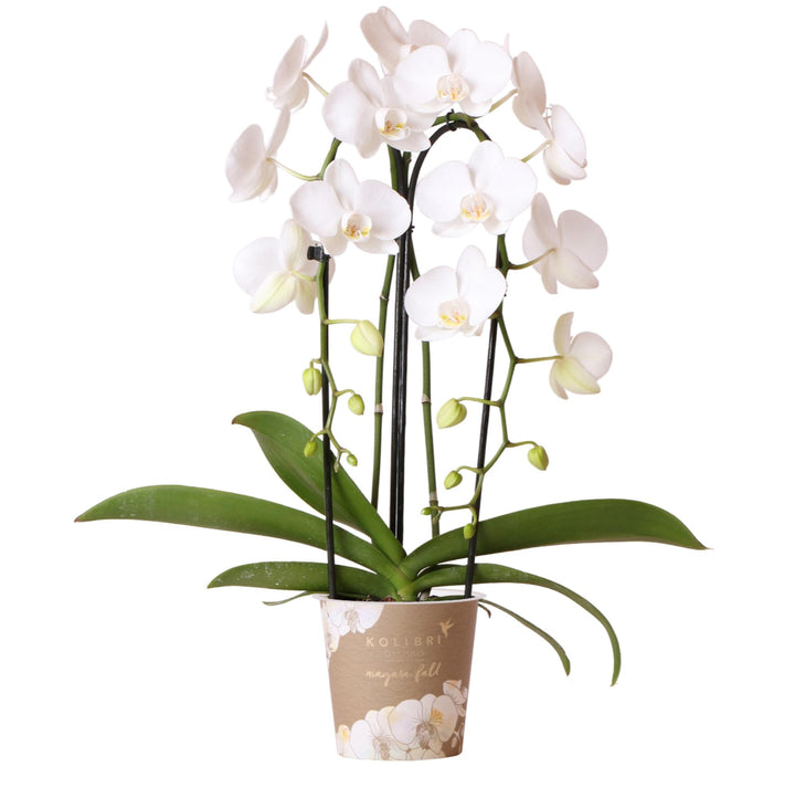 Niagara Fall Orchidee – Phalaenopsis-Orchidee