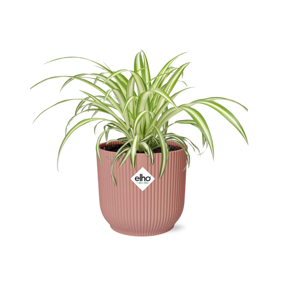 Grünlilie Chlorophytum Comosum in ELHO Vibes Fold Rosa – Ø14cm