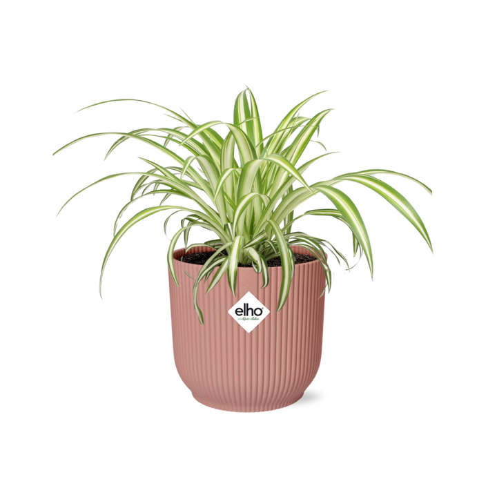 Grünlilie Chlorophytum Comosum in ELHO Vibes Fold Rosa – Ø14cm