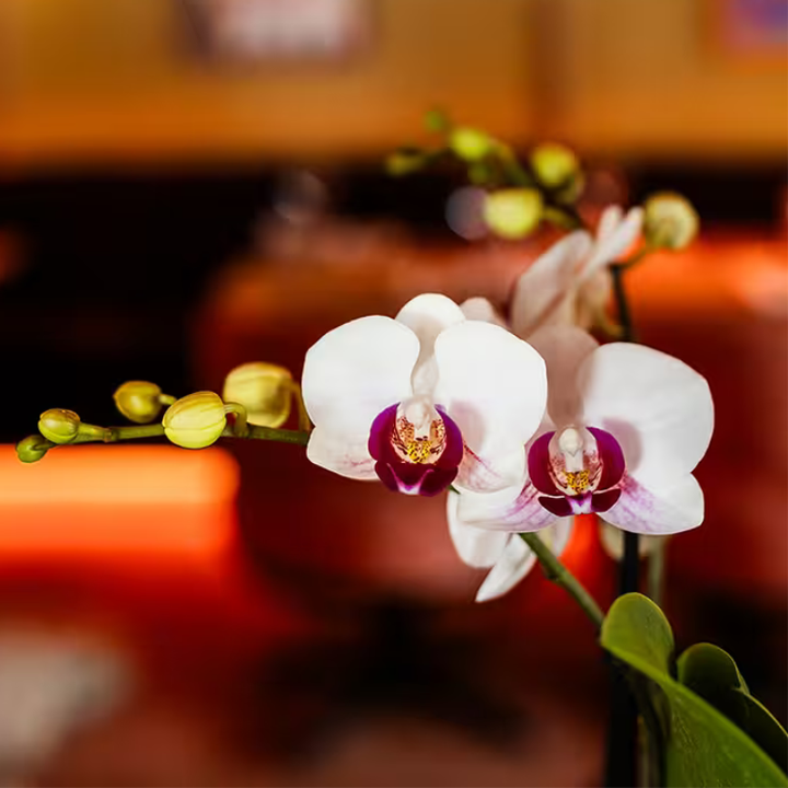 Luxus-Set | Gibraltar Orchidee - Phalaenopsis Orchidee