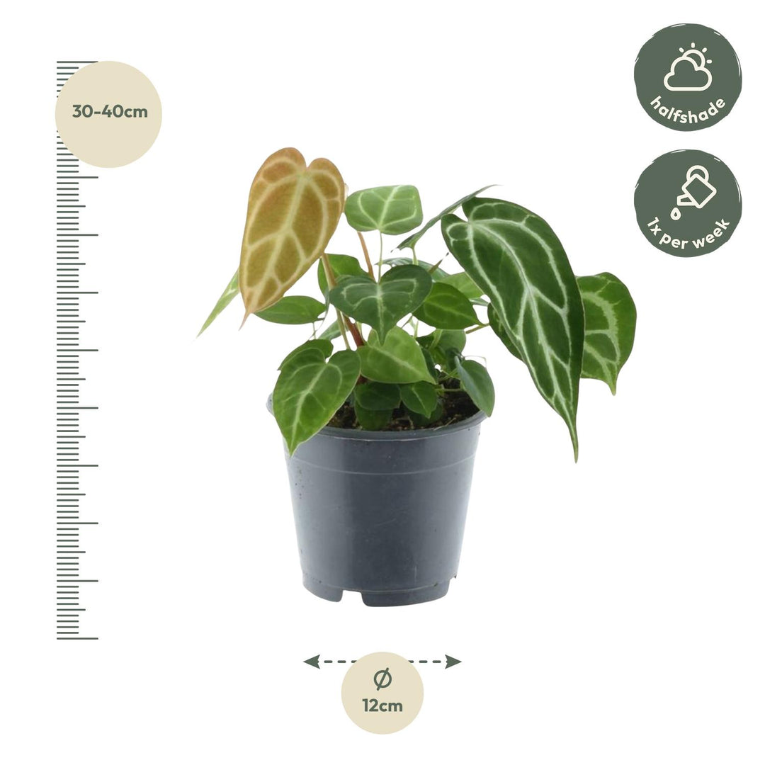 Anthurium Crystallinum – 35 cm – ø12 – Flamingoblume