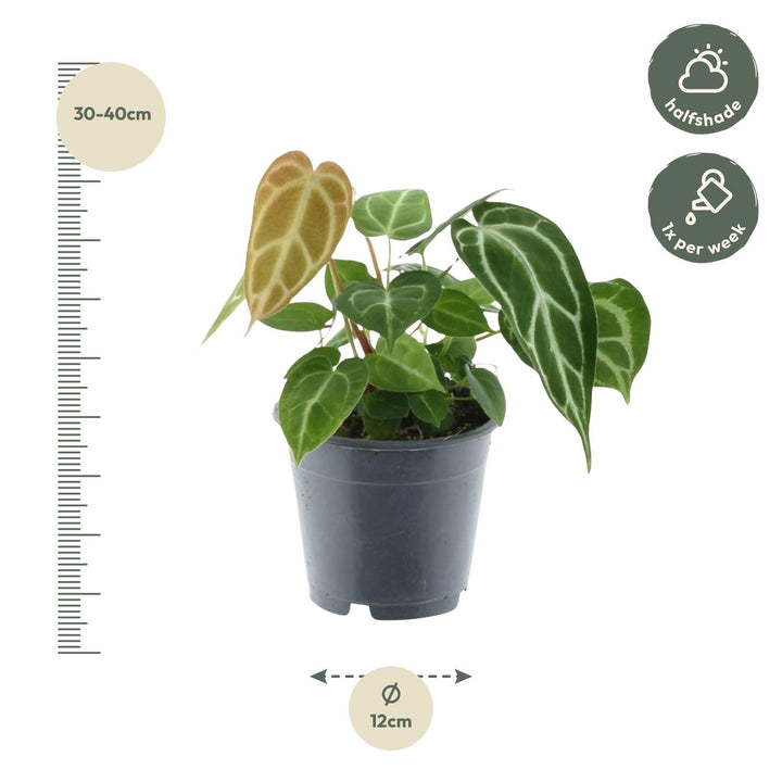 Anthurium Crystallinum – 35 cm – ø12 – Flamingoblume