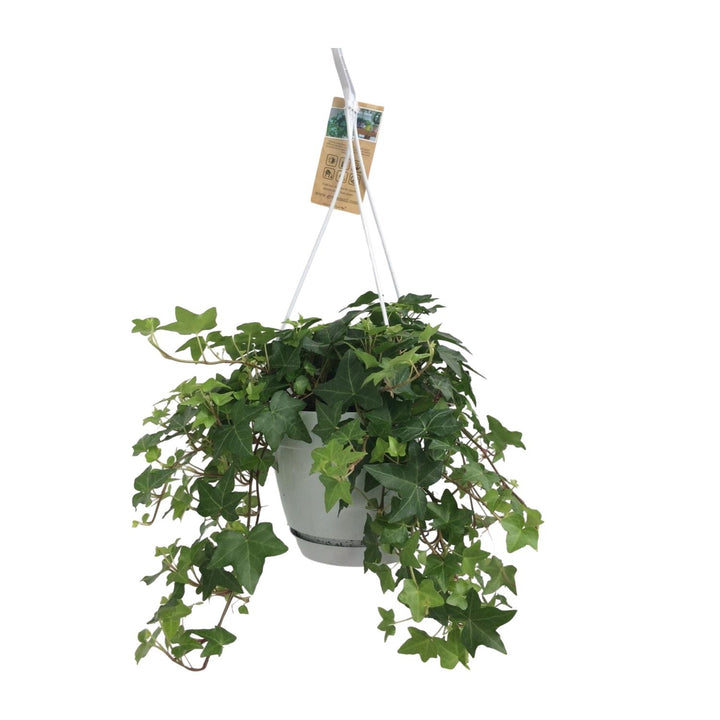 Efeu Grün - Hängetopf Weiß / Basic - Ø17cm - 50cm