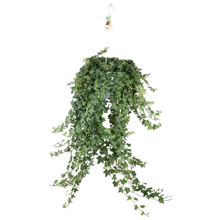 Hedera Helix Pitsburg - Hängepflanze/XXL - Ø24cm - 70cm - Efeu