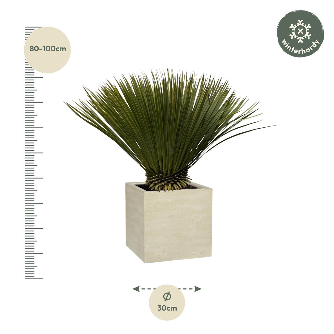 Yucca Rostrata - 75cm - Ø30 - Blaue Palmlilie Außen