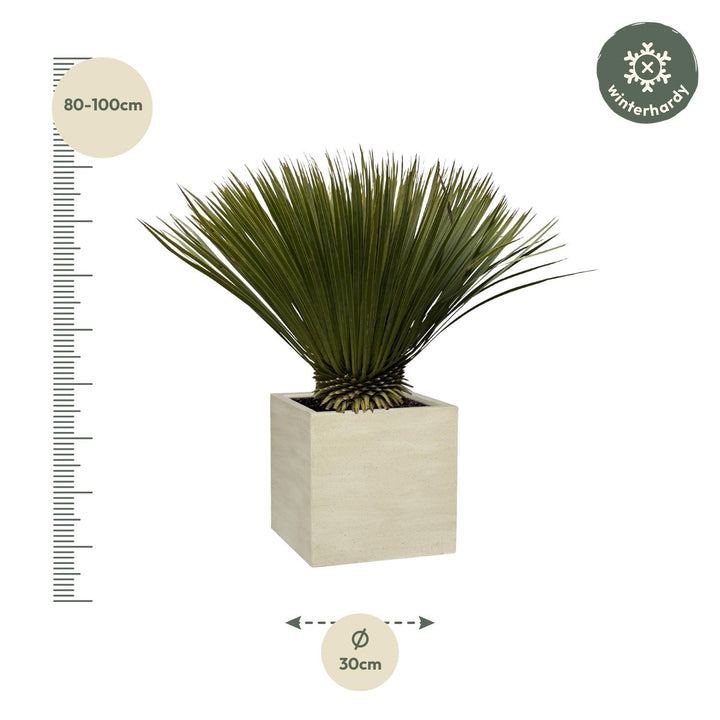 Yucca Rostrata - 75cm - Ø30 - Blaue Palmlilie Außen