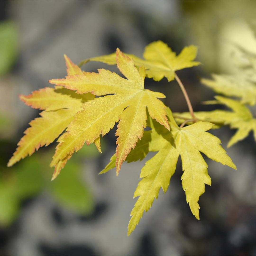 Japanischer Fächerahorn Orange Dream - Orange - 70cm - Acer Palmatum Outdoor