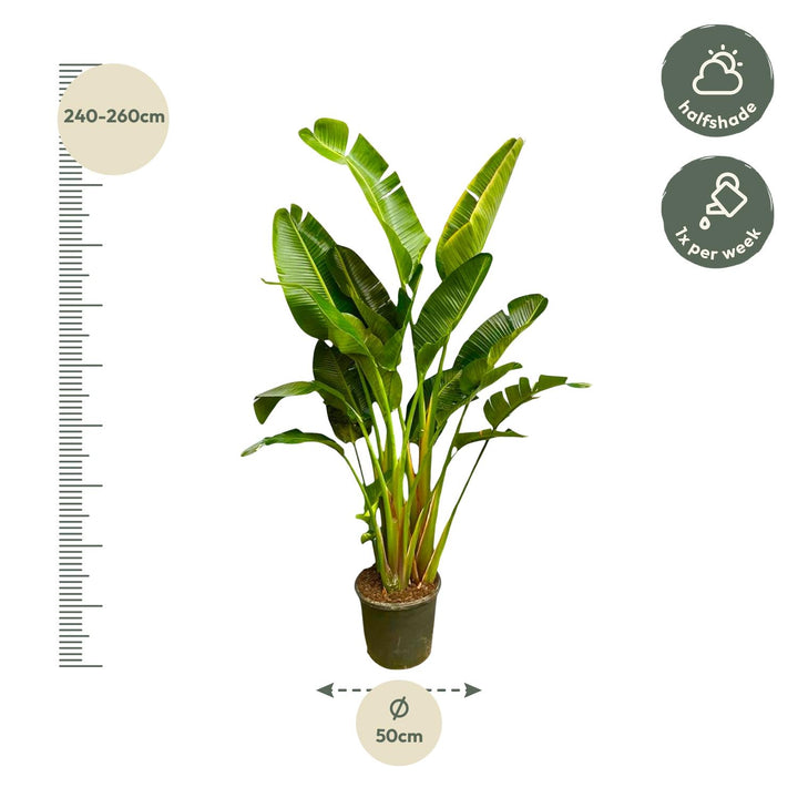 Strelitzia Augusta Mehrstamm XXL - 250 cm - ø30-40