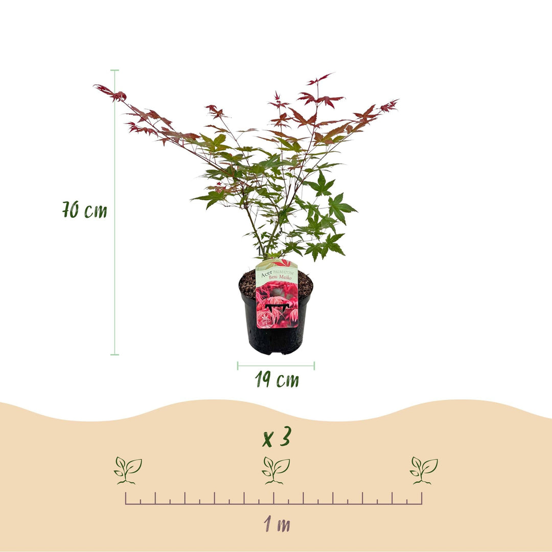 Japanischer Fächerahorn Beni Maiko - Rot - 70 cm - Acer Palmatum Outdoor