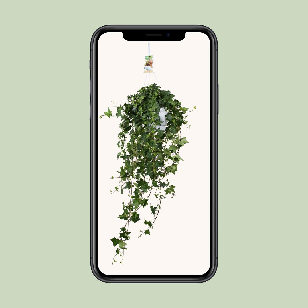 Hedera Helix Pittsburgh - Hängend/XXL - Ø17cm - 90cm - Efeu