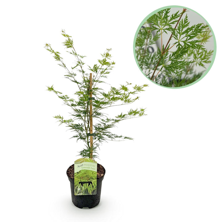Japanischer Fächerahorn Emerald Lace - Grün - 70cm - Acer Palmatum Außen