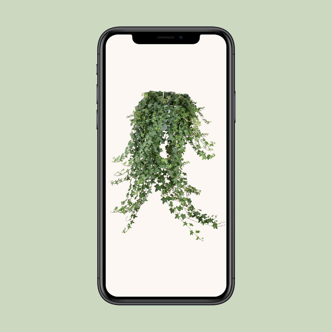 Hedera Helix Pitsburg - Hängepflanze/XXL - Ø24cm - 70cm - Efeu