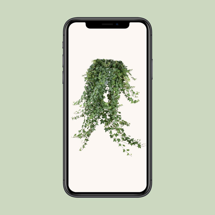Hedera Helix Pitsburg - Hängepflanze/XXL - Ø24cm - 70cm - Efeu