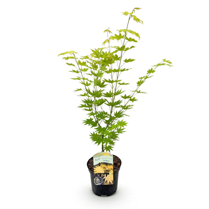 Japanischer Ahorn Jordan - Gelb - 70cm - Acer Palmatum Außen