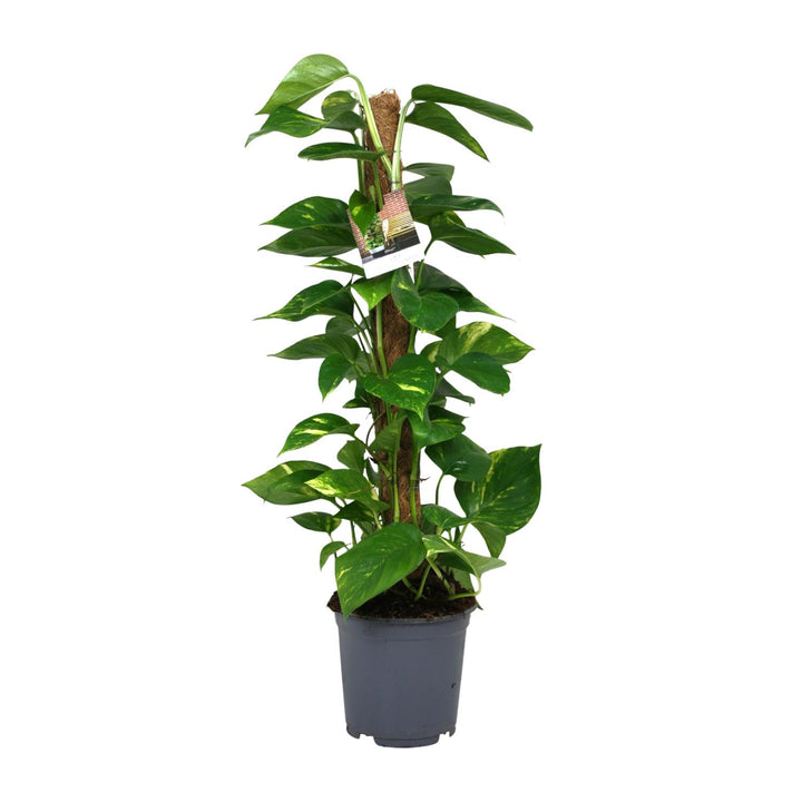 Scindapsus Epipremnum - Ø19cm - 80cm - Efeutute - Scindapsus Hängepflanze