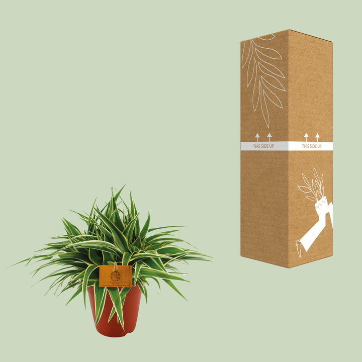 Grünlilie Chlorophytum Ocean – Ø15cm | Luftreinigende Pflanze