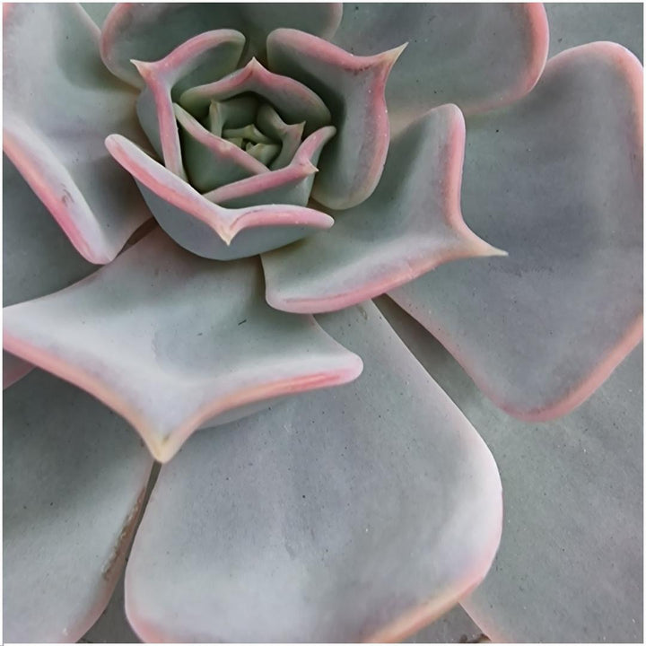 Sukkulente Echeveria Lilacina in Schale „schwarz“ Ø20 cm - 5 cm