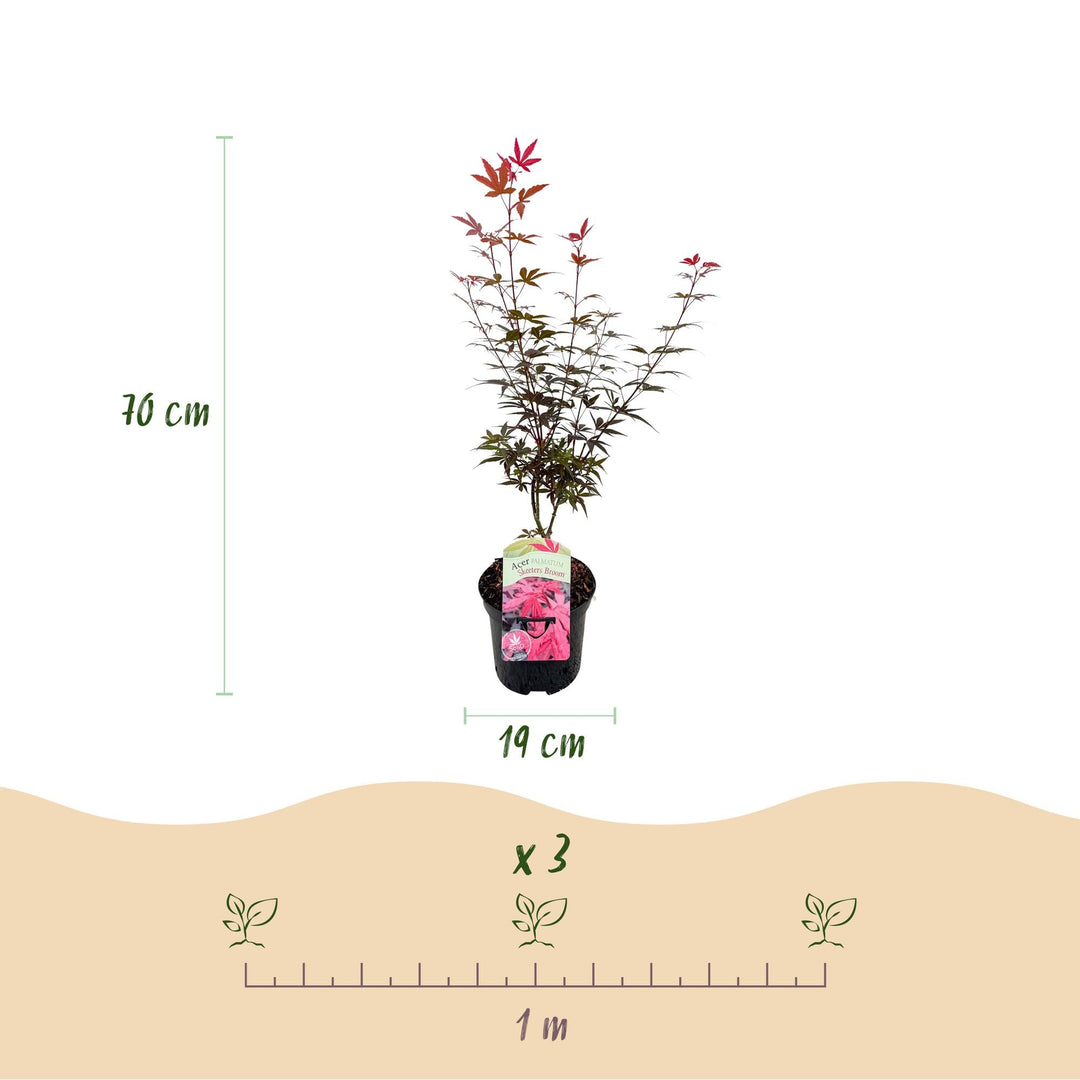 Japanischer Ahorn Skeeters Broom - Lila - 70cm - Acer Palmatum Outdoor