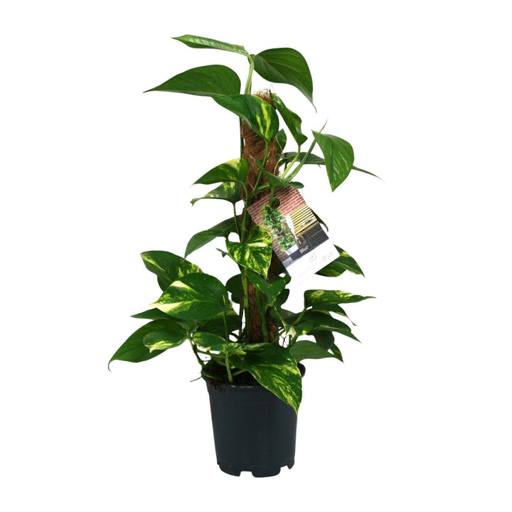 Scindapsus Epipremnum - Ø15cm - 50cm - Efeutute - Scindapsus Hängepflanze