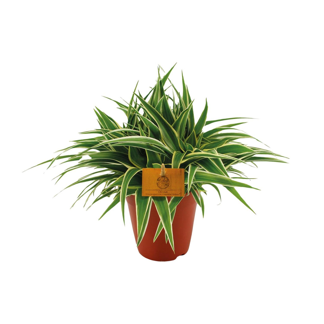 Grünlilie Chlorophytum Ocean – Ø15cm | Luftreinigende Pflanze