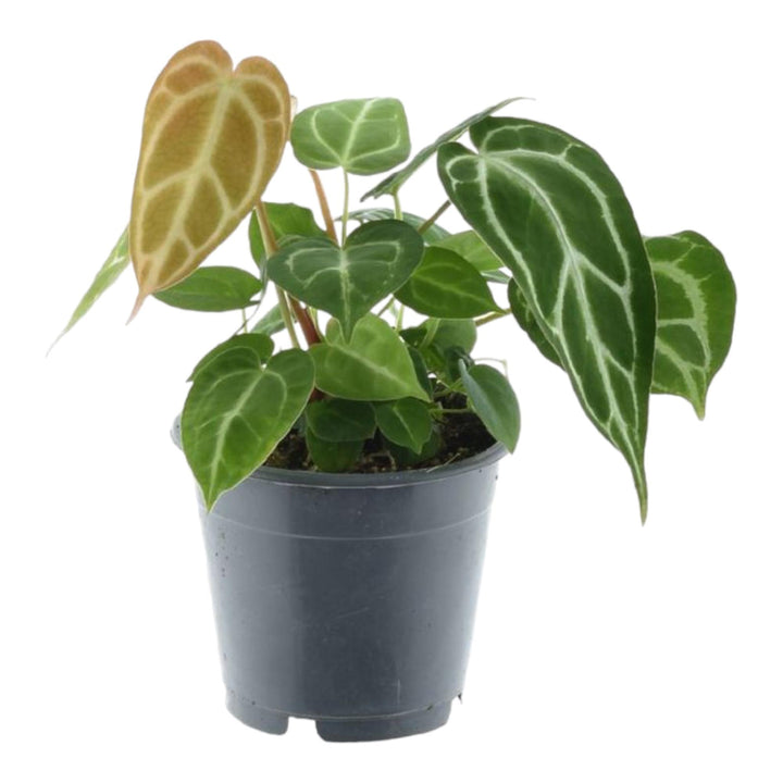 Anthurium Crystallinum – 35 cm – ø12 – Flamingoblume