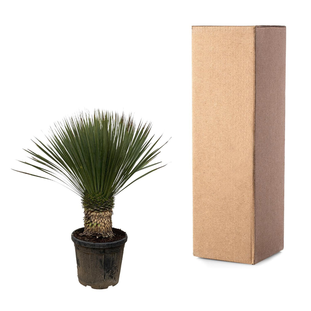 Yucca Rostrata - 100cm- Ø38 - Blaue Palmlilie Außen