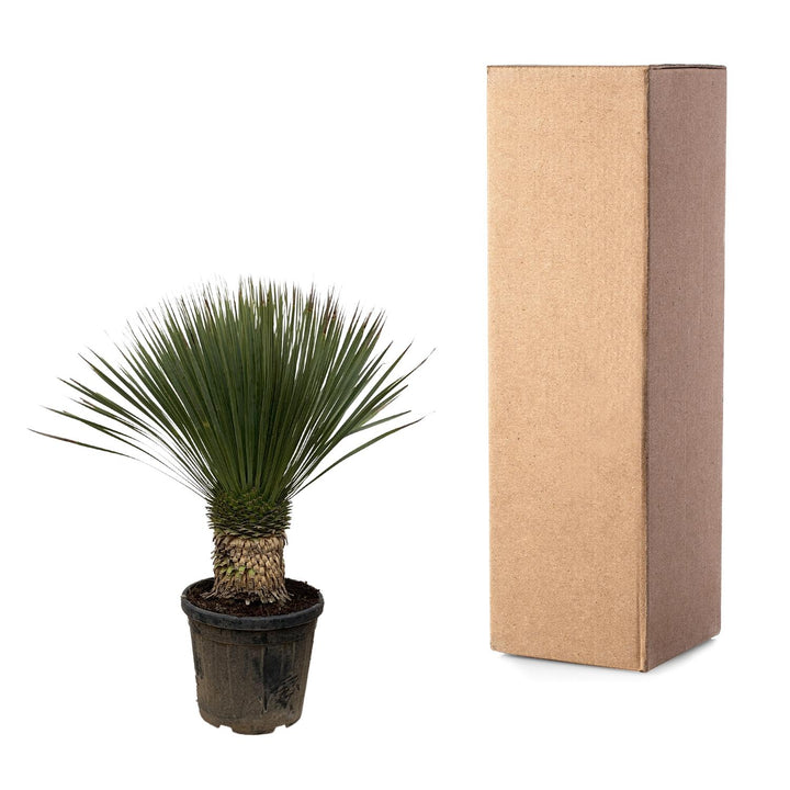 Yucca Rostrata - 100cm- Ø38 - Blaue Palmlilie Außen