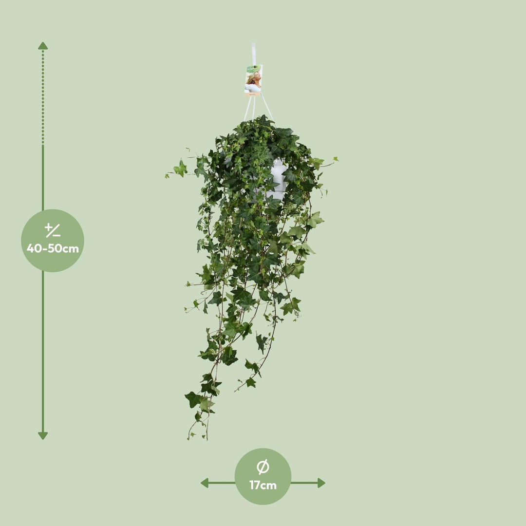 Hedera Helix Pittsburgh - Hängend/XXL - Ø17cm - 90cm - Efeu