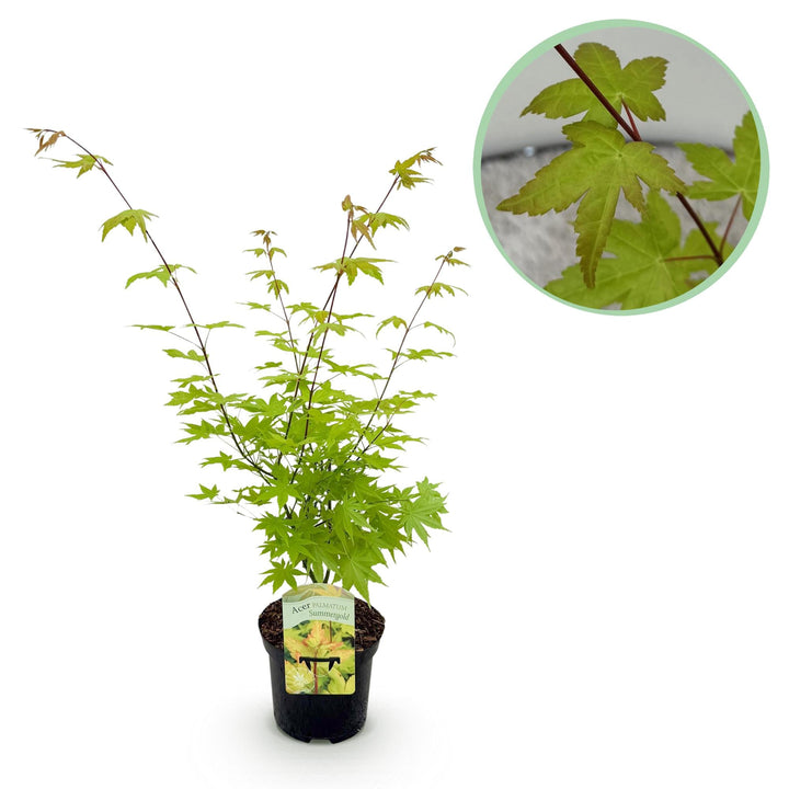Japanischer Fächerahorn Summergold - Gelb - 70cm - Acer Palmatum Outdoor