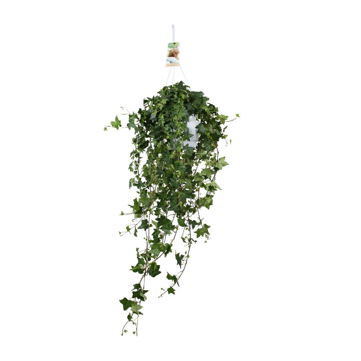 Hedera Helix Pittsburgh - Hängend/XXL - Ø17cm - 90cm - Efeu