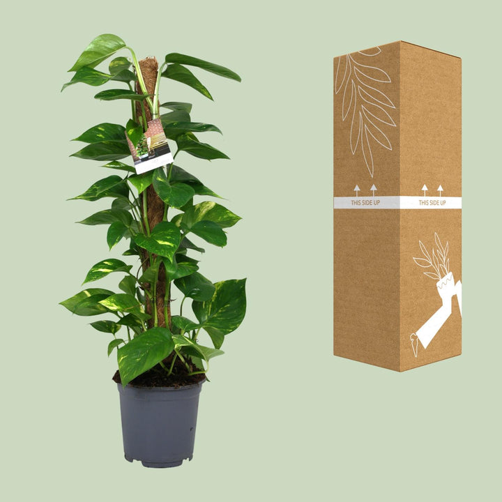 Scindapsus Epipremnum - Ø19cm - 80cm - Efeutute - Scindapsus Hängepflanze
