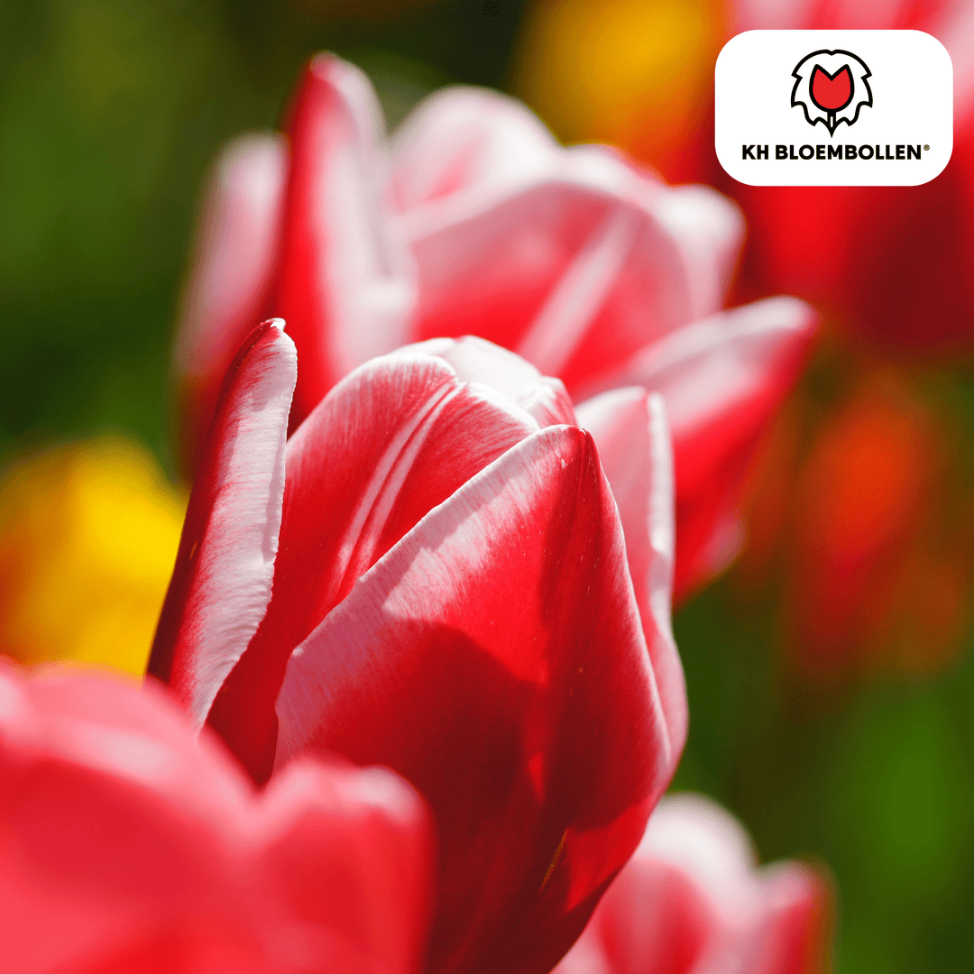 Tulpenzwiebeln Candy Apple Delight - 20 Stück - Ziertopf Zimmerpflanze