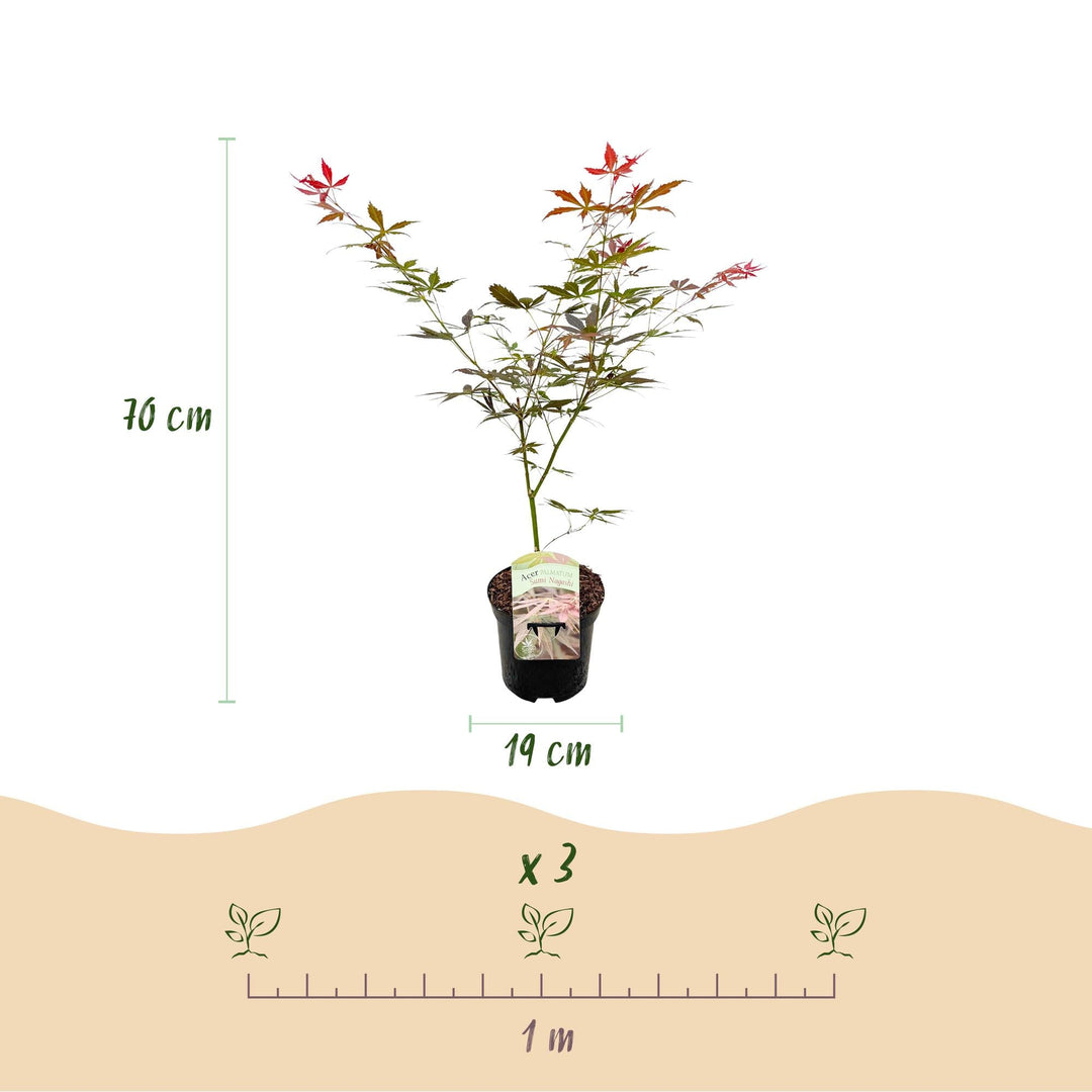 Japanischer Ahorn Sumi-nagashi - Rot - 70cm - Acer Palmatum Outdoor