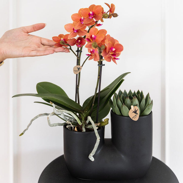 Tube Ziertopf - Schwarz - Blumentopf Zimmerpflanze - Pflanzentopf