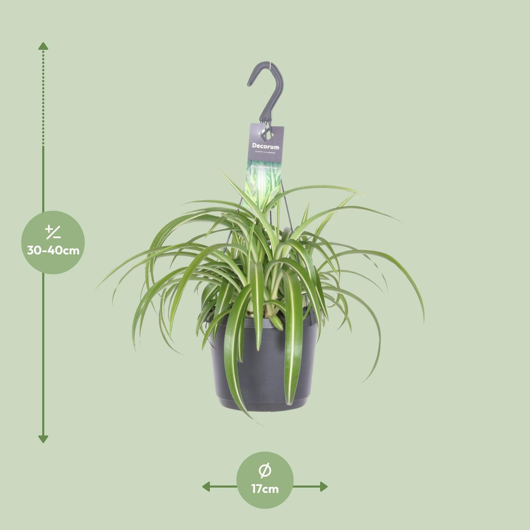 Grünlilie Chlorophytum Comosum Bonnie – Ø17cm | Hängepflanze