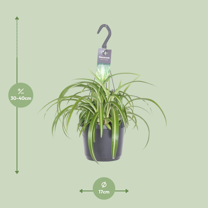 Grünlilie Chlorophytum Comosum Bonnie – Ø17cm | Hängepflanze