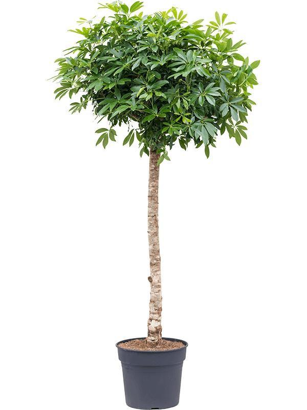 Schefflera auf Stamm - 200cm - ø40 - Strahlenaralie Zimmerpflanze