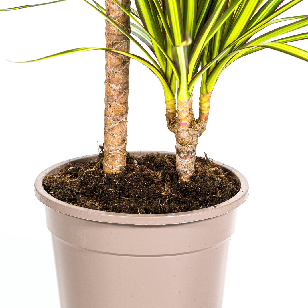 Dracaena Marginata Sunray Ø19cm - 80-100cm - Drachenbaum