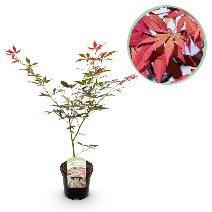 Japanischer Ahorn Sumi-nagashi - Rot - 70cm - Acer Palmatum Outdoor