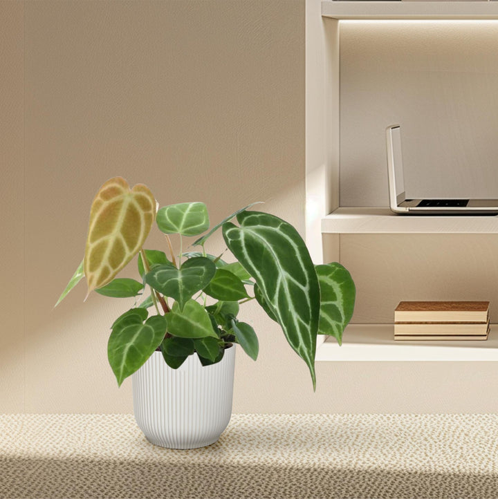 Anthurium Crystallinum – 35 cm – ø12 – Flamingoblume
