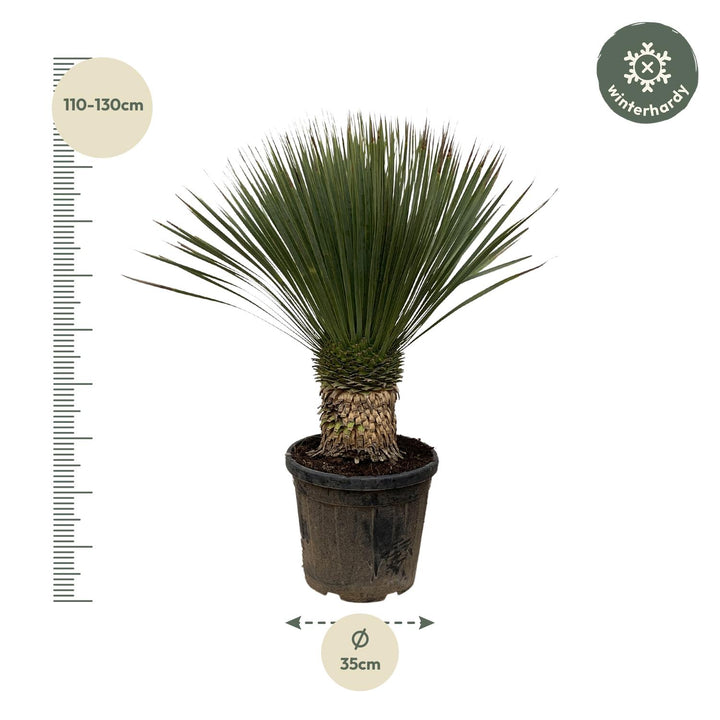 Yucca Rostrata - 100cm- Ø38 - Blaue Palmlilie Außen
