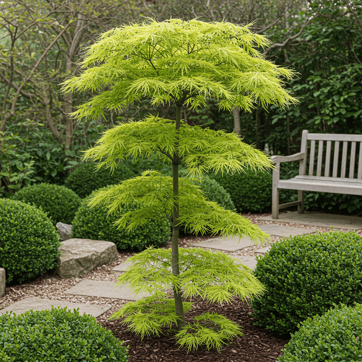 Japanischer Ahorn Koto-no-ito - Grün - 70cm - Acer Palmatum Outdoor