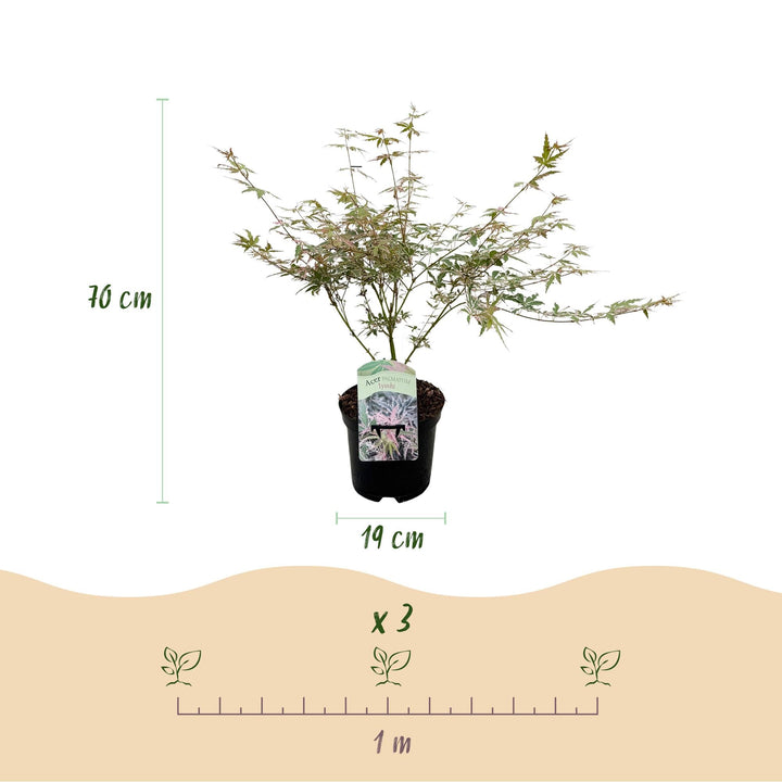 Japanischer Ahorn Lyoshi - Rosa - 70cm - Acer Palmatum Outdoor