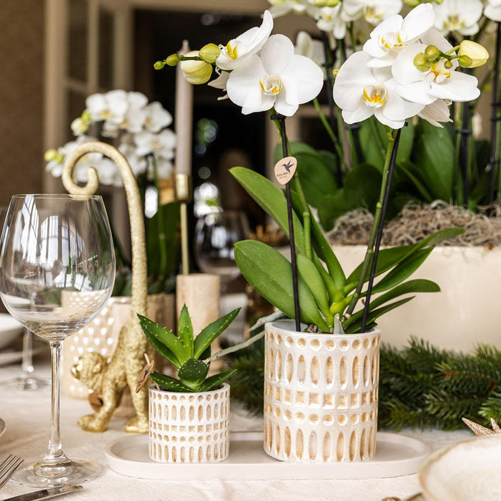 Pflanzenset Le Chic klein | Weiße Phalaenopsis Orchidee Amabilis und