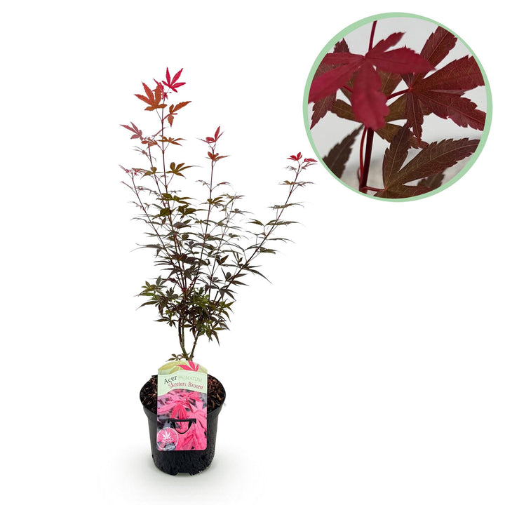 Japanischer Ahorn Skeeters Broom - Lila - 70cm - Acer Palmatum Outdoor