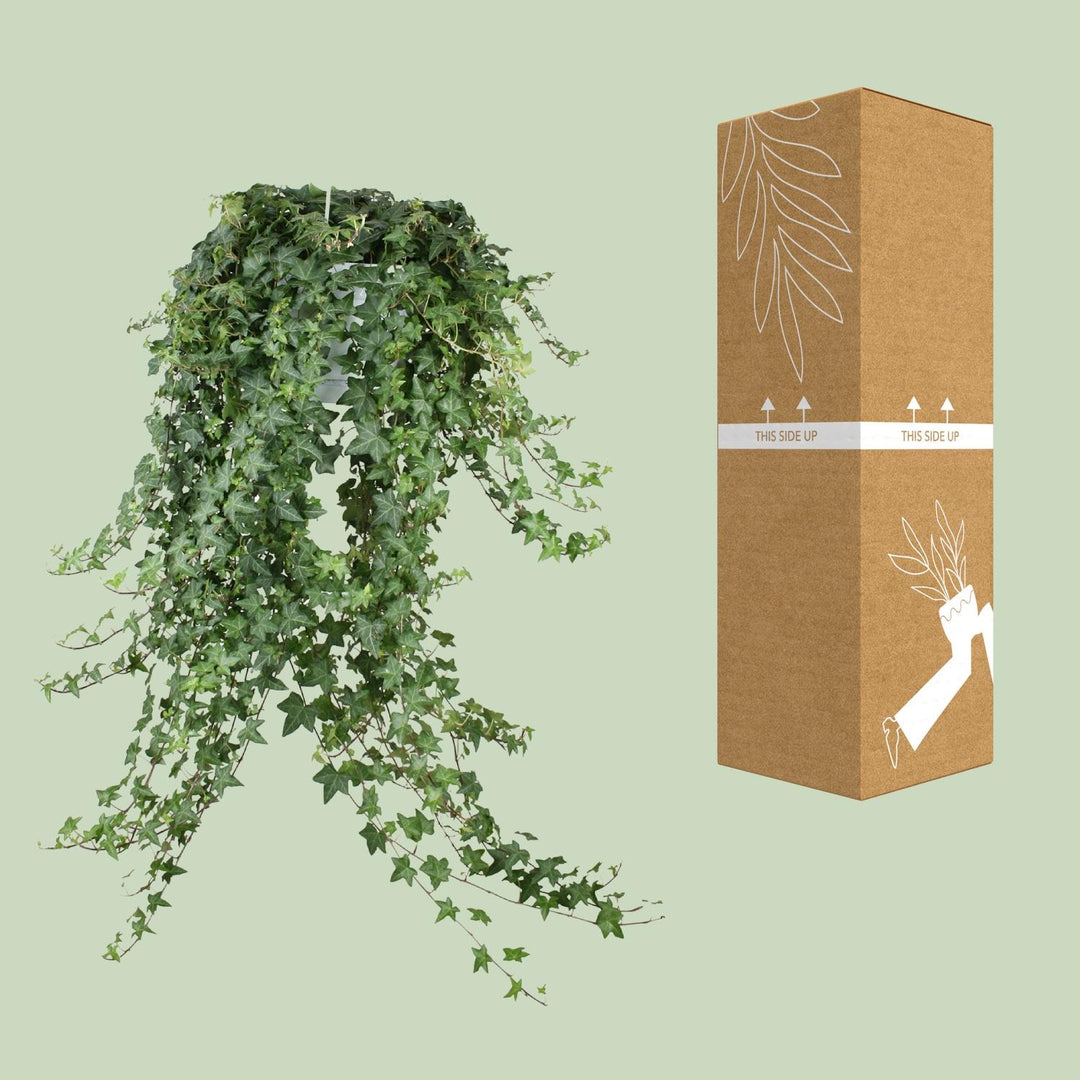 Hedera Helix Pitsburg - Hängepflanze/XXL - Ø24cm - 70cm - Efeu
