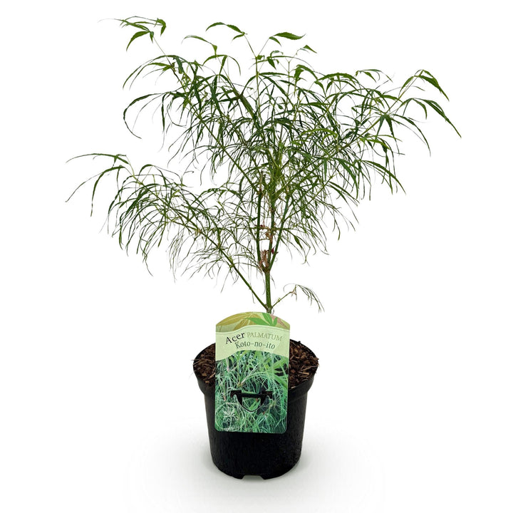 Japanischer Ahorn Koto-no-ito - Grün - 70cm - Acer Palmatum Outdoor