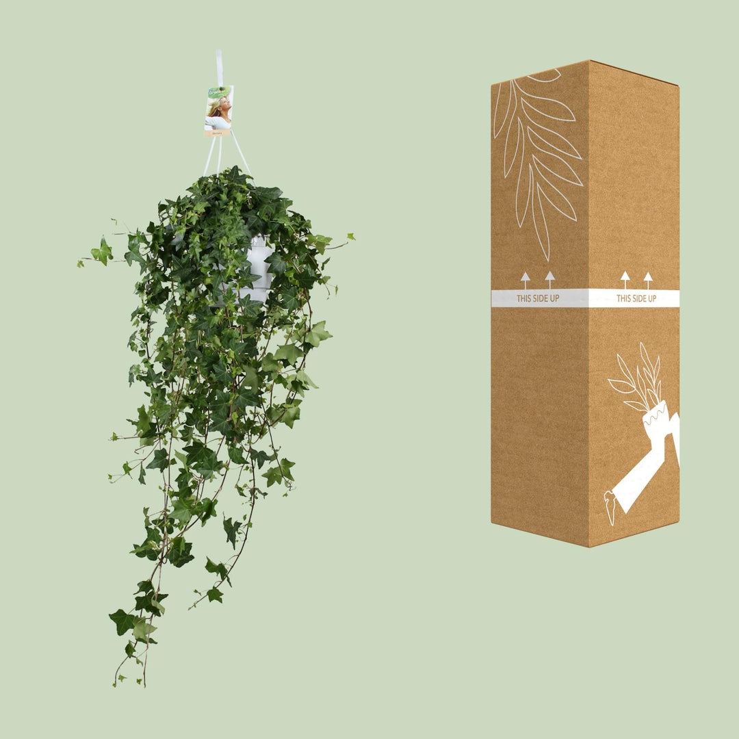 Hedera Helix Pittsburgh - Hängend/XXL - Ø17cm - 90cm - Efeu