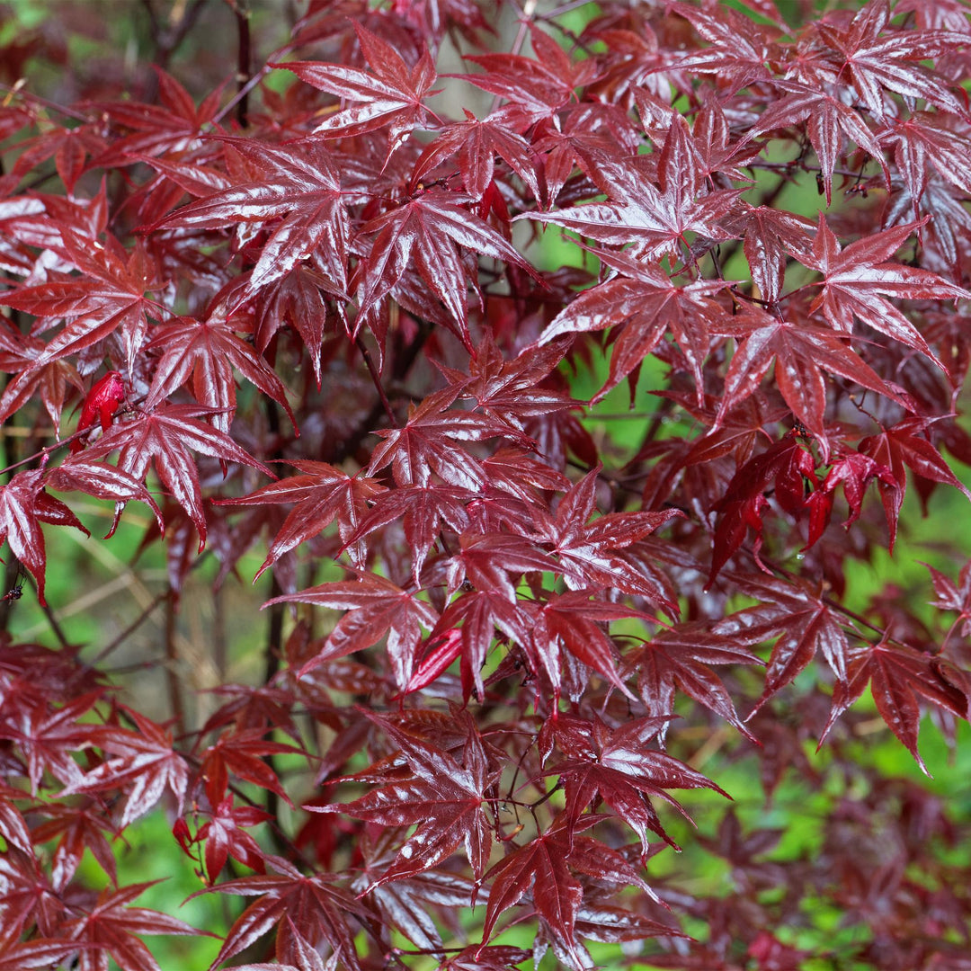Japanischer Ahorn Bloodgood - Rot - 70cm - Acer Palmatum Outdoor