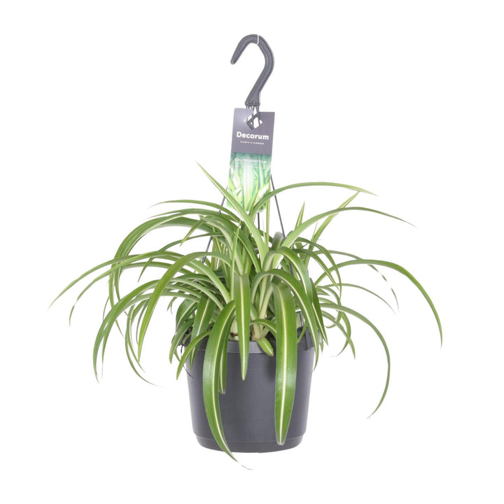 Grünlilie Chlorophytum Comosum Bonnie – Ø17cm | Hängepflanze